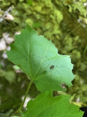 Rilaena triangularis