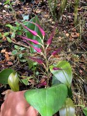 Pleurothallis phalangifera