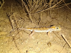 Teratoscincus keyserlingii