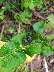 Otiorhynchus armadillo