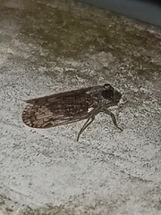 Melanoliarus placitus