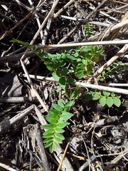 Polemonium caeruleum