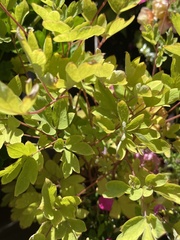 Lamprocapnos spectabilis