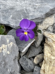 Viola cenisia