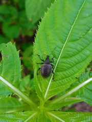 Otiorhynchus armadillo
