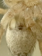 Habronattus texanus