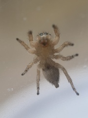 Habronattus texanus