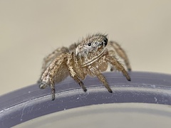 Habronattus texanus