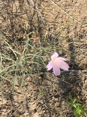 Lygodesmia grandiflora