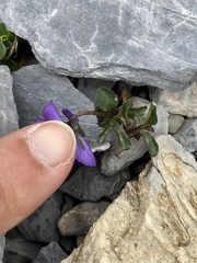 Viola cenisia
