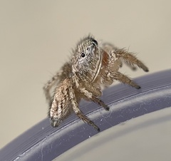 Habronattus texanus