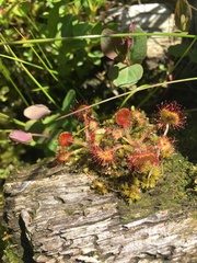 Drosera rotundifolia image