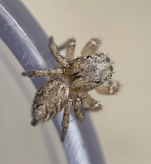 Habronattus texanus