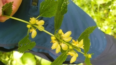 Lamium galeobdolon flavidum