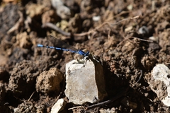 Argia funebris