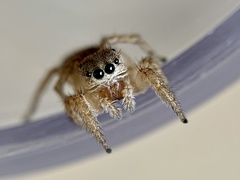 Habronattus texanus