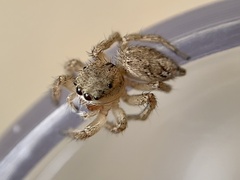 Habronattus texanus