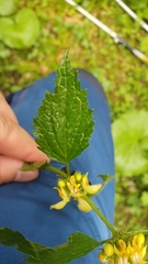 Lamium galeobdolon flavidum