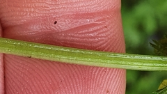 Lamium galeobdolon flavidum