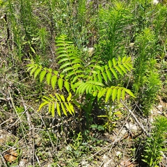 Ailanthus altissima