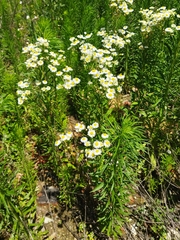 Erigeron annuus