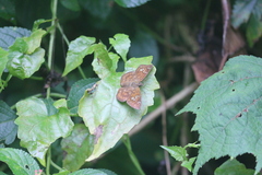 Pseudocoladenia