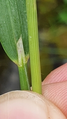 Calamagrostis varia