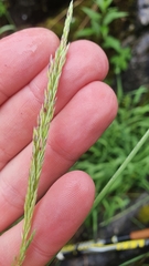 Calamagrostis varia