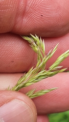 Calamagrostis varia