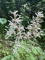 Aruncus dioicus