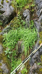 Calamagrostis varia