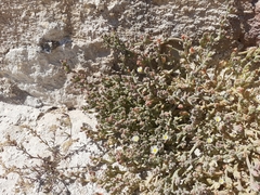 Mesembryanthemum nodiflorum