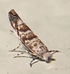 Cameraria hamadryadella