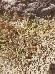 Mesembryanthemum nodiflorum