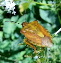 Carpocoris purpureipennis