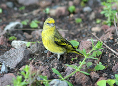 Serinus flavivertex