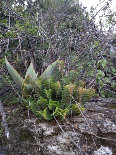 Haworthiopsis viscosa