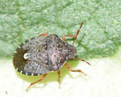 Holcostethus abbreviatus