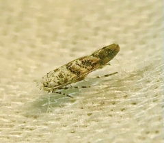 Cameraria hamadryadella