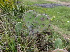 Opuntia elatior