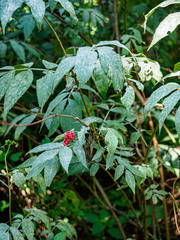 Erysiphe vanbruntiana sambuci-racemosae