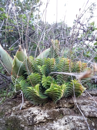 Haworthiopsis viscosa
