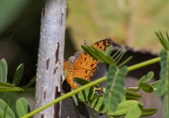 Phalanta phalantha