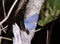 Catochrysops