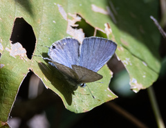 Catochrysops