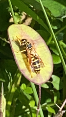 Polistes dominula