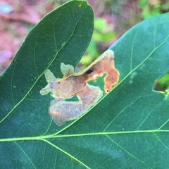 Cameraria hamadryadella
