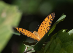 Phalanta phalantha