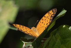Phalanta phalantha