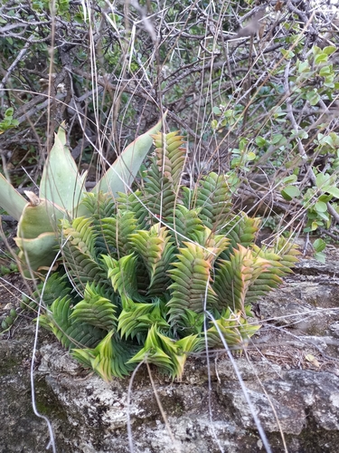 Haworthiopsis viscosa